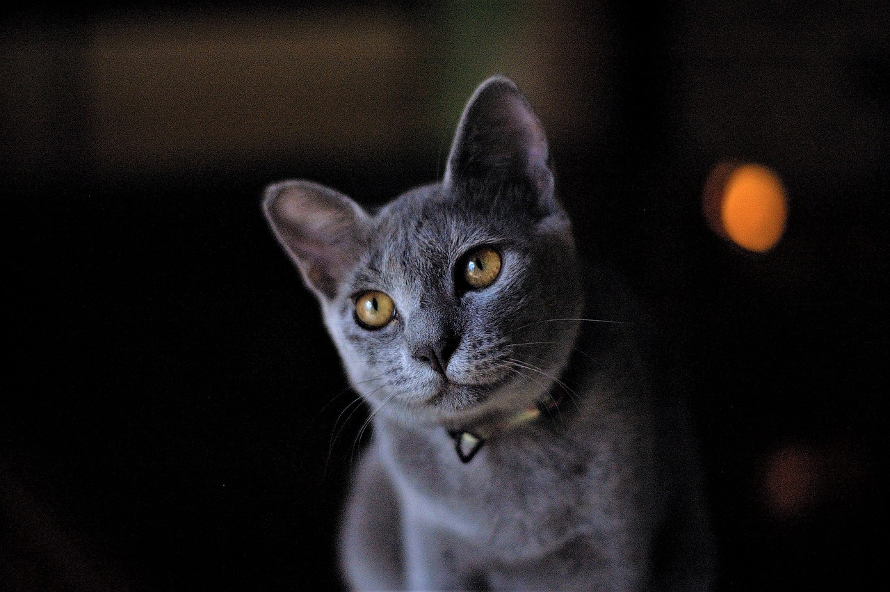 russian blue cat